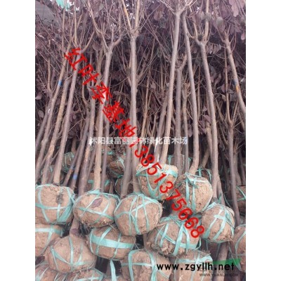 低價專賣；金葉女貞 紅葉小檗  衛矛 紅葉石楠 紅天竹子