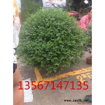 直銷紅葉石楠獨桿苗、大毛球