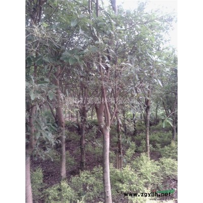 紅葉石楠 高1.5米