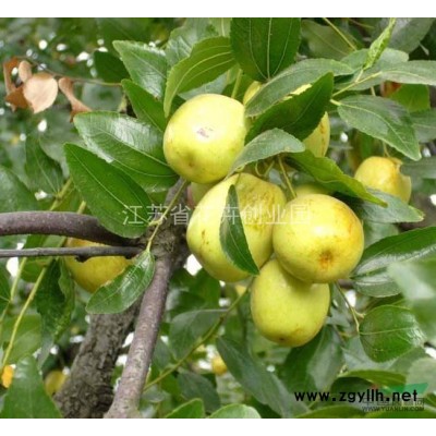 供應(yīng)紅葉石楠球