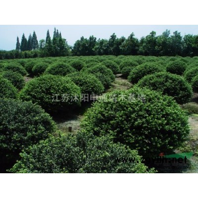 紅葉石楠球 紅葉石楠基地 大量供應紅葉石楠球