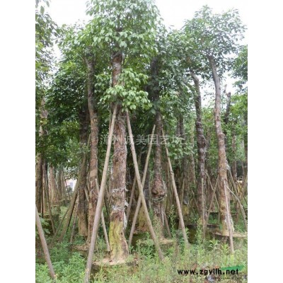 供應紅葉石楠|福建紅葉石楠