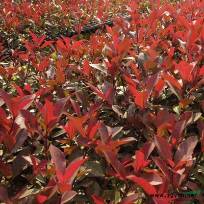 紅葉石楠小苗 庭院花園植物 國道省道綠化 龍巖太*花卉