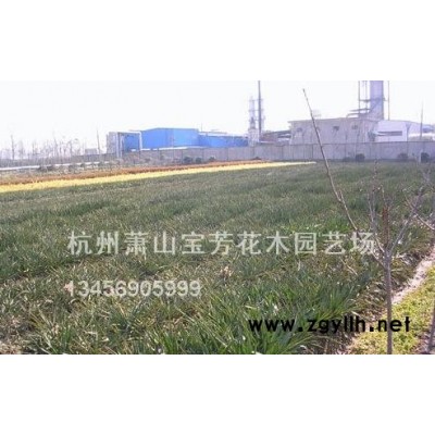 紅葉石楠籬笆苗