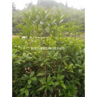 福建供應高60公分以上紅葉石楠