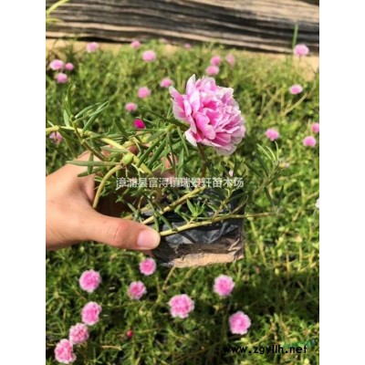 金森女貞球 80-120規格* 漳州基地直發