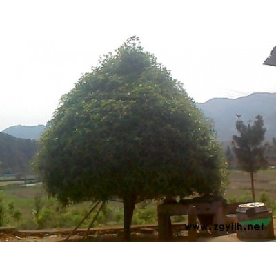 丹桂，八月桂，福建丹桂，桂花，四季桂