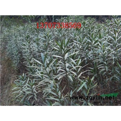 供應金森女貞球 金森女貞小苗