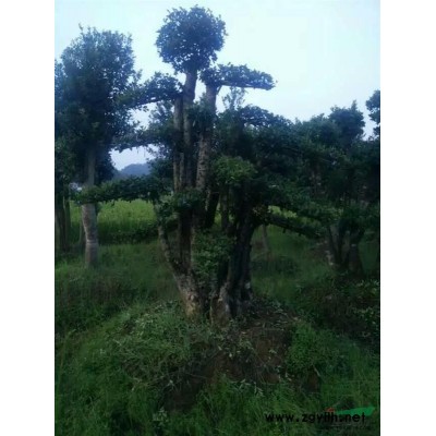 湖南長沙君威苗圃供應8至10公分的，紅葉石楠樹。