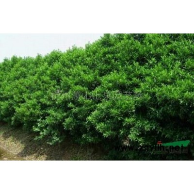 金森女貞色塊小毛球盆栽苗綠化工程苗供應