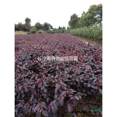 長沙精品苗木 紅葉石楠  紅花繼木 造型羅漢松 出售