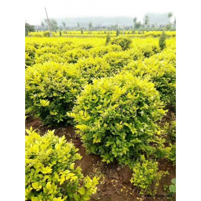 大小規(guī)格金森女貞小苗基地