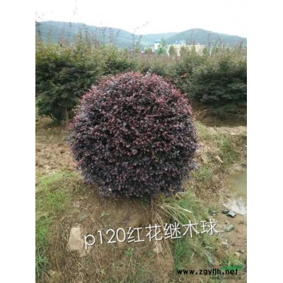 安徽紅葉石楠*新報價/紅葉石楠圖片