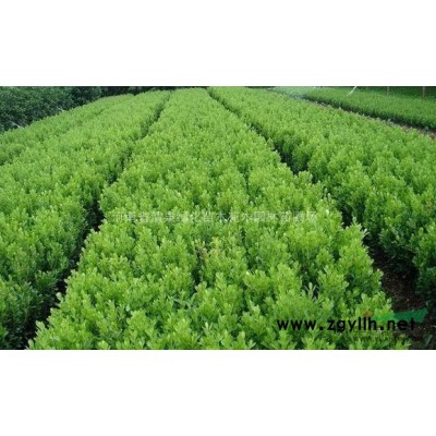 瓜子黃楊、雀舌黃楊、北海道黃楊、金森女貞