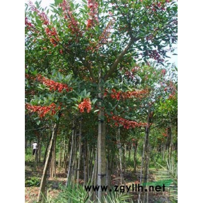 福建紅葉石楠/紅葉石楠/石楠