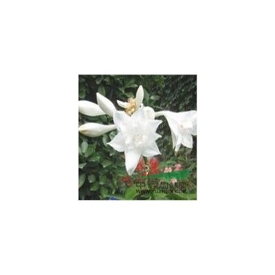 低價供應(yīng) 紅葉石楠 各種規(guī)格都有