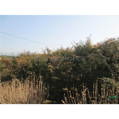 紅葉石楠樹行情報價\紅葉石楠樹圖片展示