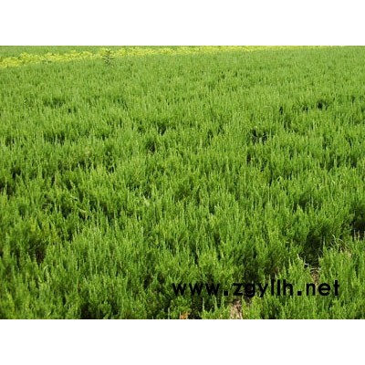 金森女貞、北海道黃楊