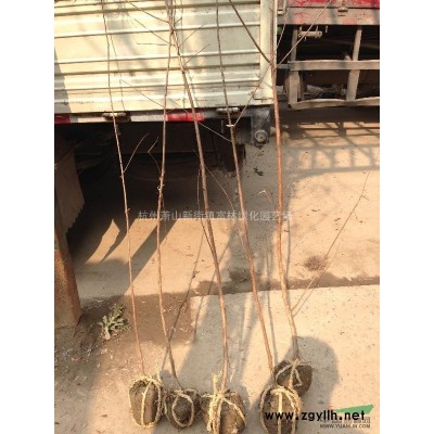 浙江地區供應 紅葉石楠 大杯苗 P50