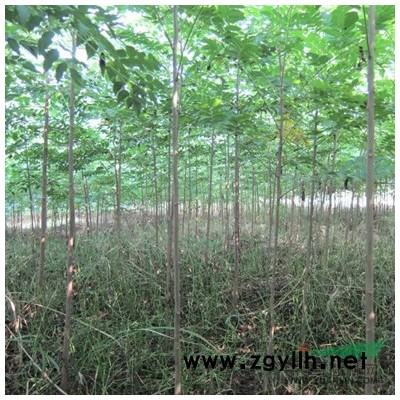 江西紅葉石楠4*新報價/紅葉石楠4圖片