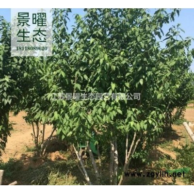 江蘇法國冬青、法青、珊瑚樹、青珊瑚哪里便宜/哪里優惠