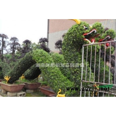 法國冬青柱報(bào)價(jià)/湖南法國冬青柱報(bào)價(jià)