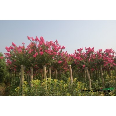紅葉石楠圖片\紅葉石楠報價