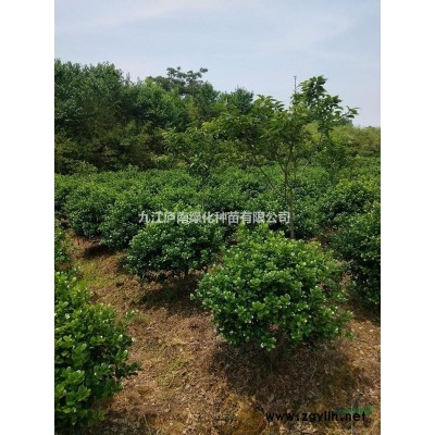 九江地區供應精品紅葉石楠