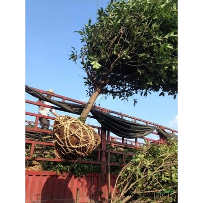 大量供應紅葉石楠球，紅繼木球，金森女貞球，茶花球