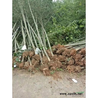 湖南郴州苗木供應 紅葉石楠 色塊小苗