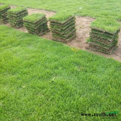 紅葉石楠 湖南紅葉石楠 湖南色塊苗木 紅葉石楠價格