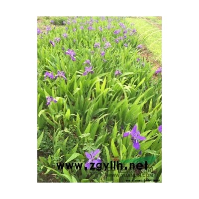 金森女貞小苗，整體高度30，葉水好，根系發達，成活率高