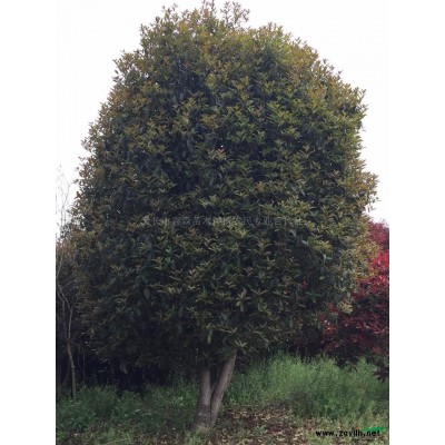 紅葉石楠球2*新價格/紅葉石楠球2報價