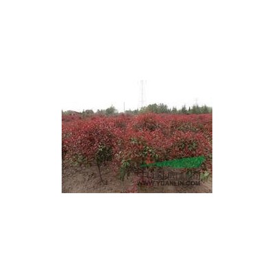 紅葉石楠*新價格/紅葉石楠報價