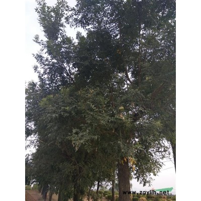 紅葉石楠地苗，紅葉石楠小苗，紅葉石楠急售