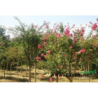 金葉女貞、金森女貞、龍柏、灑金柏，蜀檜等