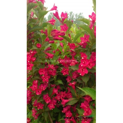 *低價紅葉石楠.金森女貞.金邊黃楊.銀邊黃楊.發青.云南黃馨