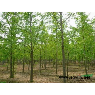 紅帽月季、法國冬青、龜甲冬青、、櫻花、楸樹