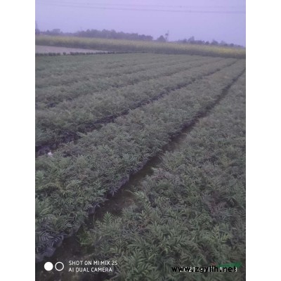 法國(guó)冬青杯苗