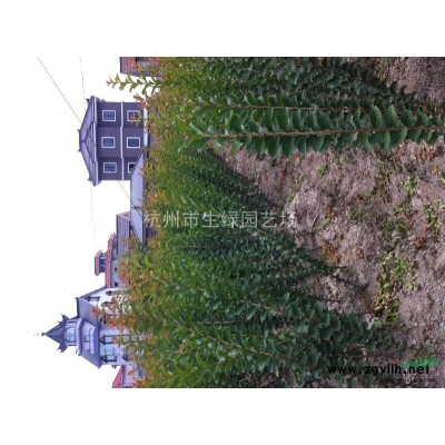 紅葉石楠/蕭山*新供應紅葉石楠