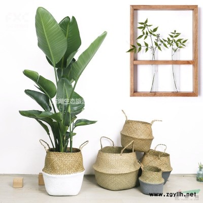 武漢園林綠化基地紅繼木苗金森女貞苗提供法國冬青苗冬青球枸骨球