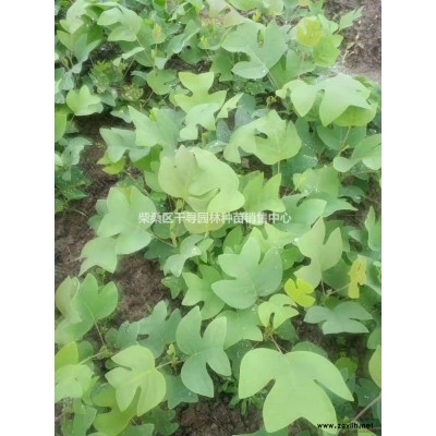 紅葉石楠小苗，江西紅葉石楠基地批發(fā)