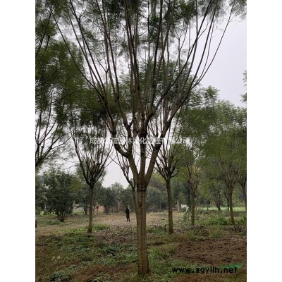 大量出售高桿紅葉石楠、紅葉石楠球 、紅花繼木球（自家基地）