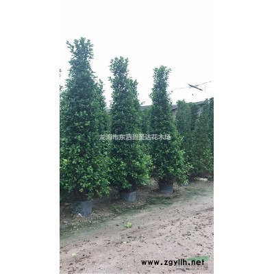 福建漳州紅葉石楠基地各種規格大量批發供應 自家貨源，無中介