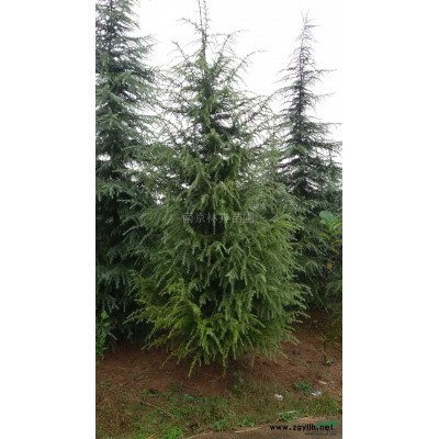 江蘇紅葉石楠*新報價/紅葉石楠圖片