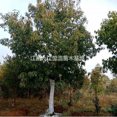 江西金森女貞毛球 金森女貞毛球報(bào)價(jià)哪里好/哪家便宜