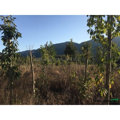 優質特價紅葉石楠產地直銷