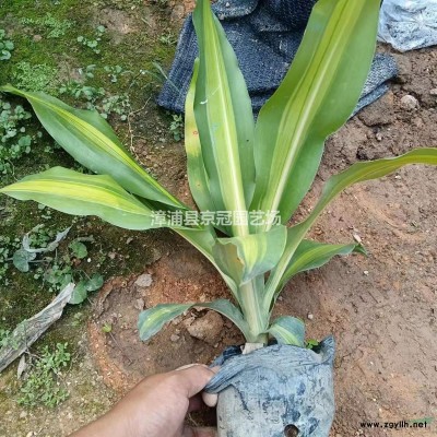 福建漳州地區(qū)供應金森女貞 高25到30cm 冠幅15到25cm 價格0.85元