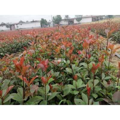 紅葉石楠苗木供應