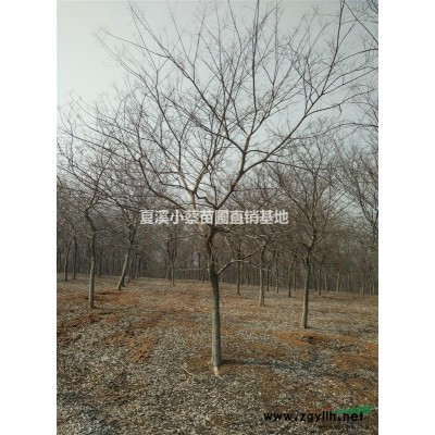 常州新力家庭農場直銷供應：【紅葉石楠大杯苗】等